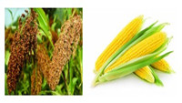 Sorghum Feed